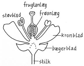 En blomst