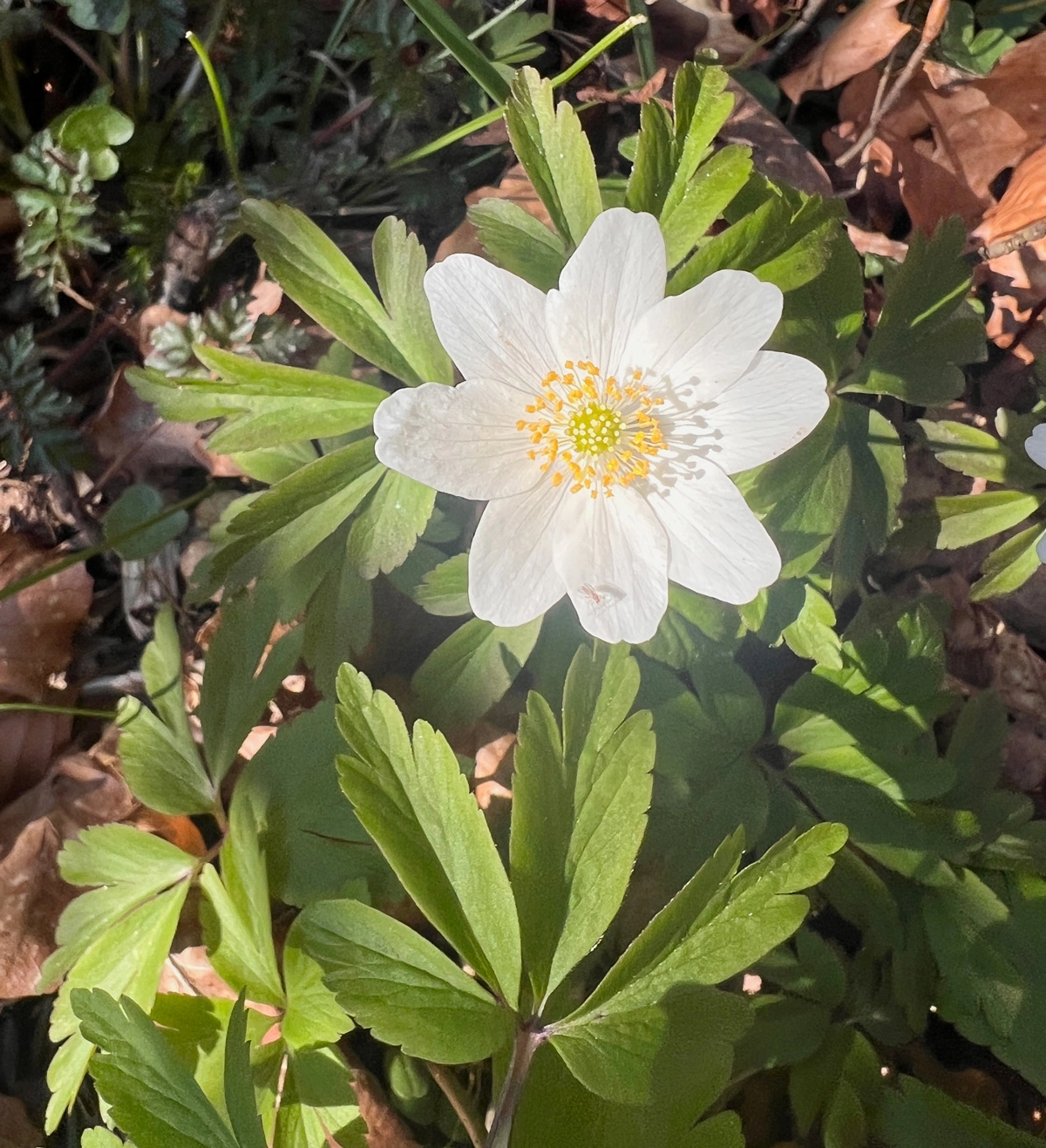 Hvid anemone blomst og blad