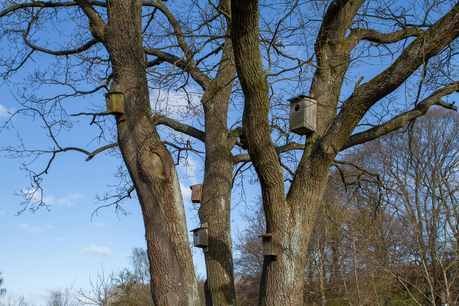 Fuglekasser i gammel egetræ FOTO Janne Bavnhøj