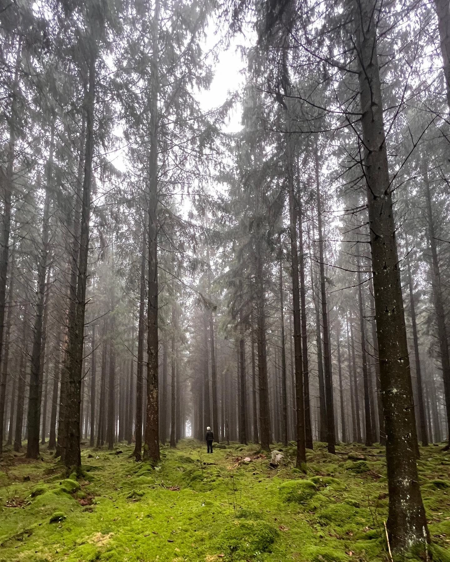 En skov af rødgran Foto Janne Bavnhøj