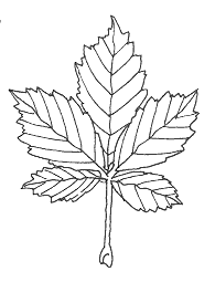 sådan ser hestekastaniens blad ud