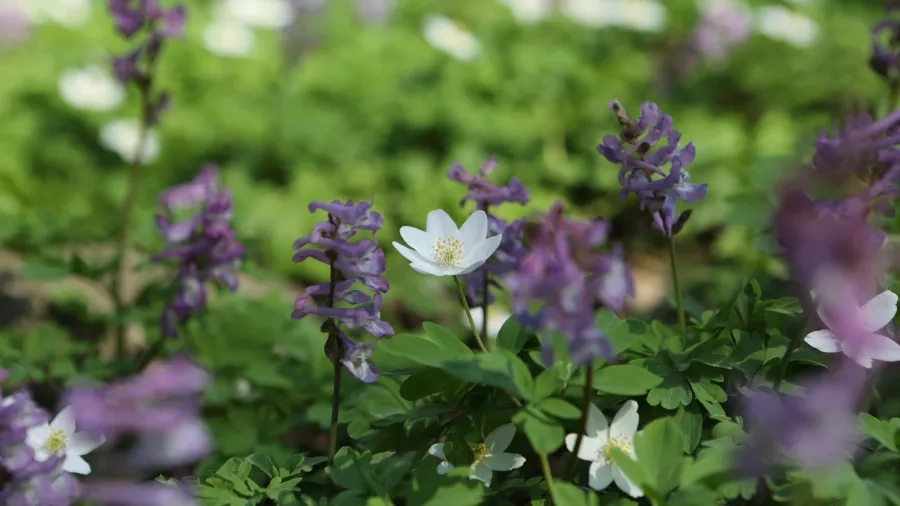 Anemoner og Lærkesporer. Foto: Nynne Sørgaard.