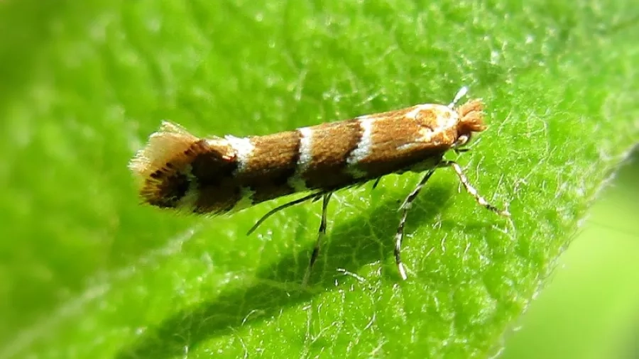 Minérmøl (Cameraria ohridella)