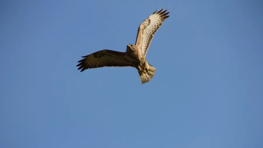 Musvåge (Buteo buteo)