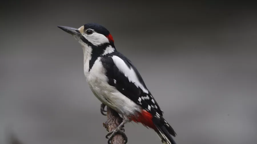 Stor flagspætte (Dendrocopos major)