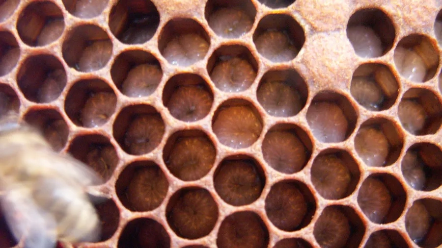 Her kan du se de sekskantede celler som bierne laver af bivoks. Foto: Malene Bendix.