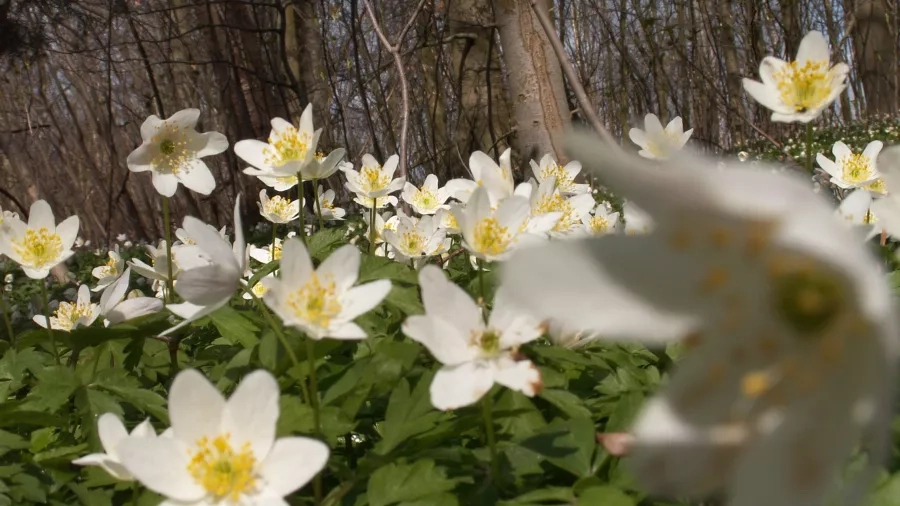 Anemoner. Foto: Malene Bendix.