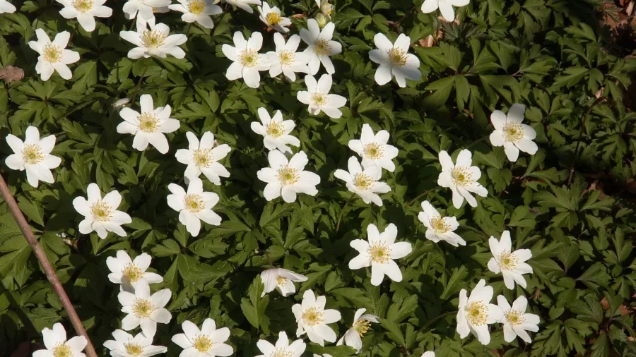 Hvid anemone. Foto: Malene Bendix.