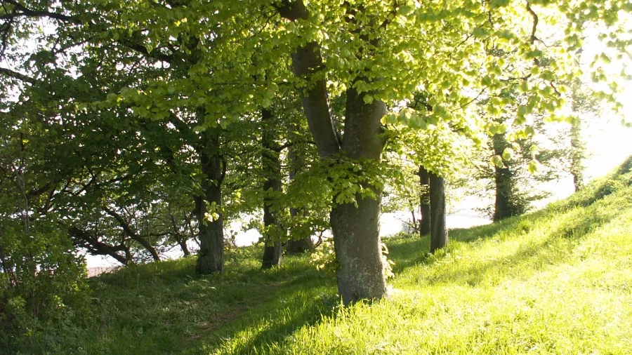 Nyudsprungen bøg ved Roskilde Fjord. Foto: Malene Bendix.