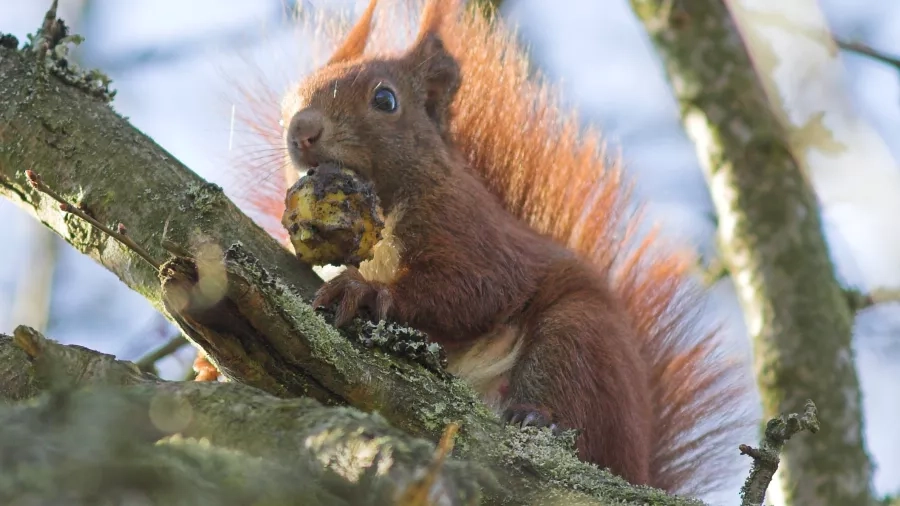 Rødt egern. Foto: NaturGrafik.