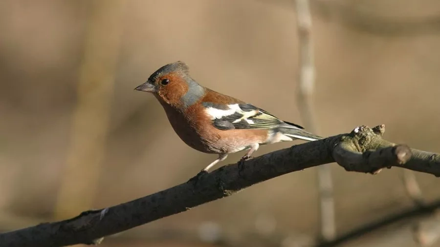 "Det det det ka jeg da sig lisså tit det ska være." Bogfinkehannens forårssang. Foto: Morten DD. Hansen, Naturhistorisk Museum i Aarhus. Bogfinken er en af de første fugle, som du hører om foråret.
