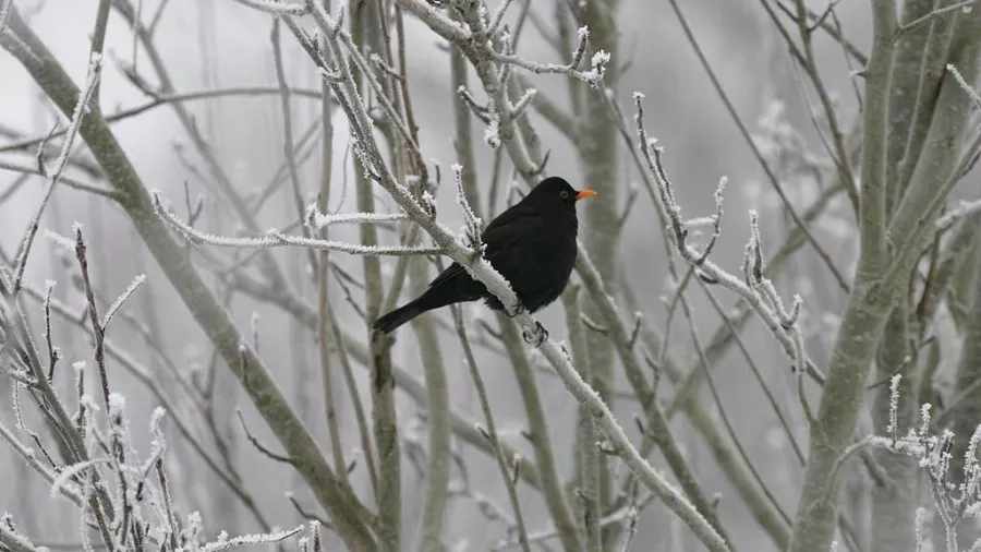 Solsort i vinterskov. Foto: Morten D. D. Hansen, Naturhistorisk Museum Aarhus.