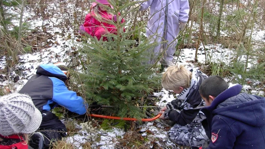 Udeskolebørn fra Bybækskolen fælder et juletræ. Foto: Stinne Krarup Nielsen.