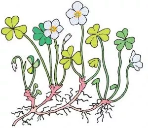 Skovsyre blomstrer. Tegning: Eva Wulff. Undersøg forårsblomster.
