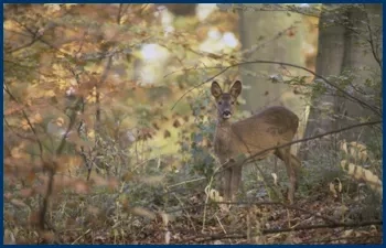 På jagt kan I være heldige at støde på rådyret - vores mindste hjort. Foto: Søren Fodgaard. Rådyr kan man støde på under jagt i danmark.