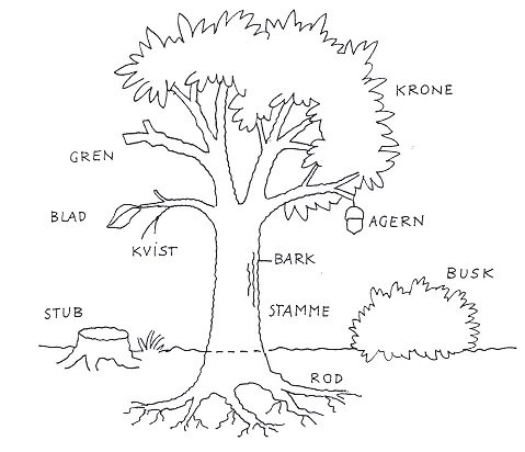 Hvad hedder de forskellige dele af træet?