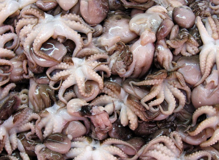 Små blæksprutter. Foto: 16:9clue, Creative Commons by 2.0