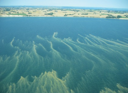 Tang i Hjelm bugt. Foto: Nationalpark Mols Bjerge.