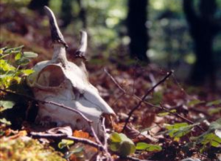 Et kranie i skovbunden. Foto: NaturGrafik.dk