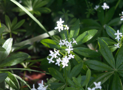 Foto af planten skovmærke med små hvide blomster. Foto: Malene Bendix
