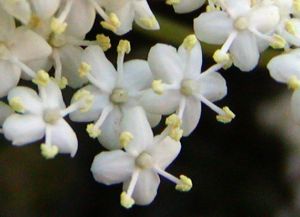 Hyldeblomster