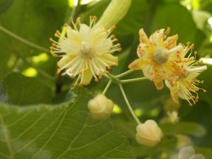 Lindeblomster