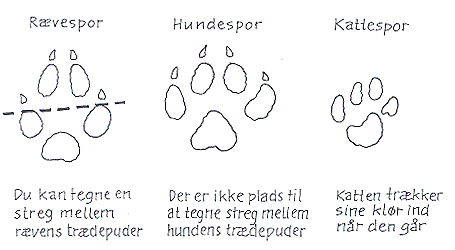 Ræve, hunde og kattespor