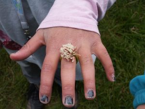 Noras blomsterring