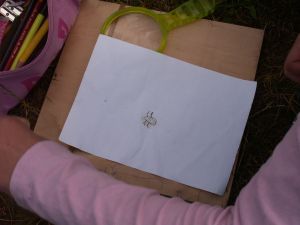 Noras grønne bille