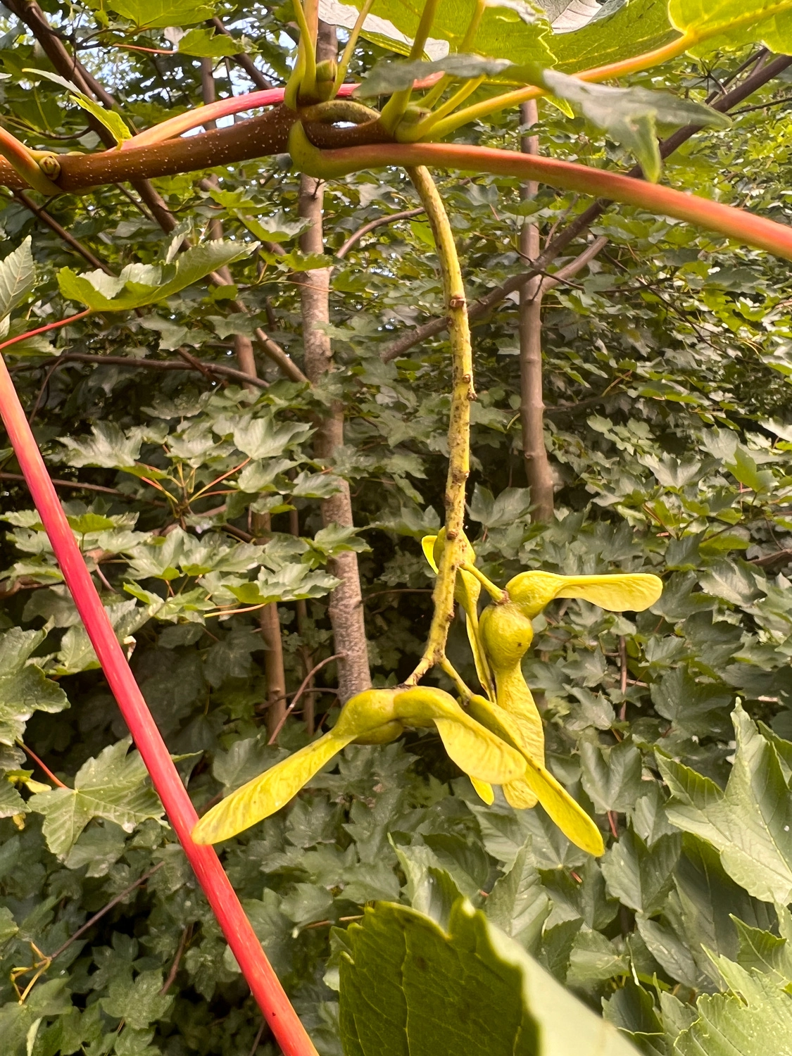 Ahorns frugter ligner propeller og kan flyve hvis du kaster dem op i luften. Foto Janne Bavnhøj