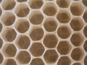 Celler fra et bistade - her gemmer bierne deres honning.