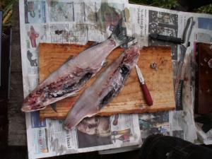 fisk_renset_27-05-2011_0.jpg