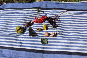 Kimsleg - hvad hedder naturtingene? Foto: Malene Bendix. Kimsleg.
