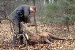 En jæger åbner en kronhjort, for at tage indvoldene ud. Man siger han brækker dyret. Foto: Peter Lassen. En jæger åbner en kronhjort, for at tage indvoldene ud. Man siger han brækker dyret.