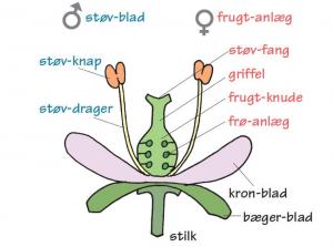 Undersøg en blomst. Tegninger: Eva Wulff. Undersøg en blomst.