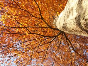Bøgetræ om efteråret.