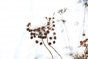 Visne knappeblomster (rejnfan) i sneen. Foto: Malene Bendix. Rejnfan i sne.