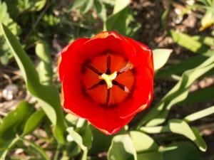tulipan_stoevdr1_1.JPG