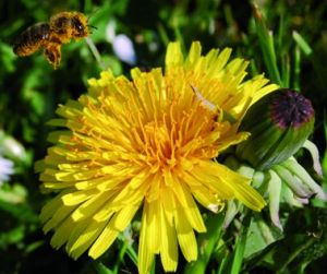 En bi fuld af pollen lander på en mælkebøtte. Foto: Hanne Sølvkjær.