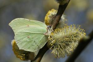 citronsommerfugl1_mortenddhansen_0.jpg