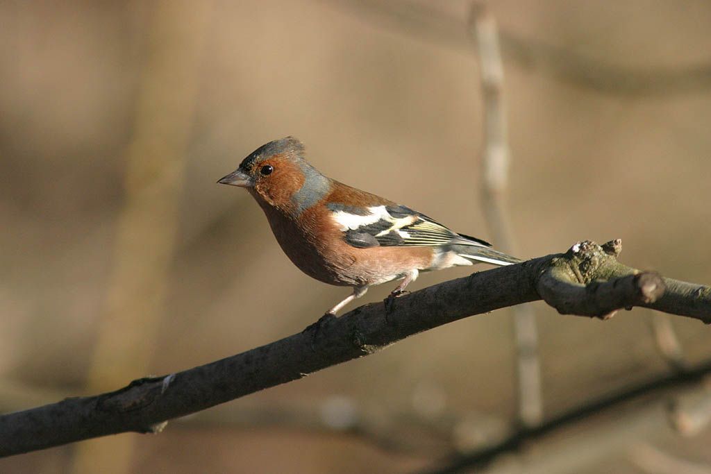 Bogfinken er en af de første fugle, som du hører om foråret.