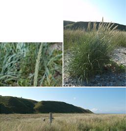 Strandens planter - marehalm og den hvide, den grønne og den grå klit. Foto: Camilla Bruun Manscher. Strandens planter - marehalm og den hvide, den grønne og den grå klit.