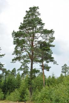 Foto viser en flot skovfyr (Pinus sylvestris).
