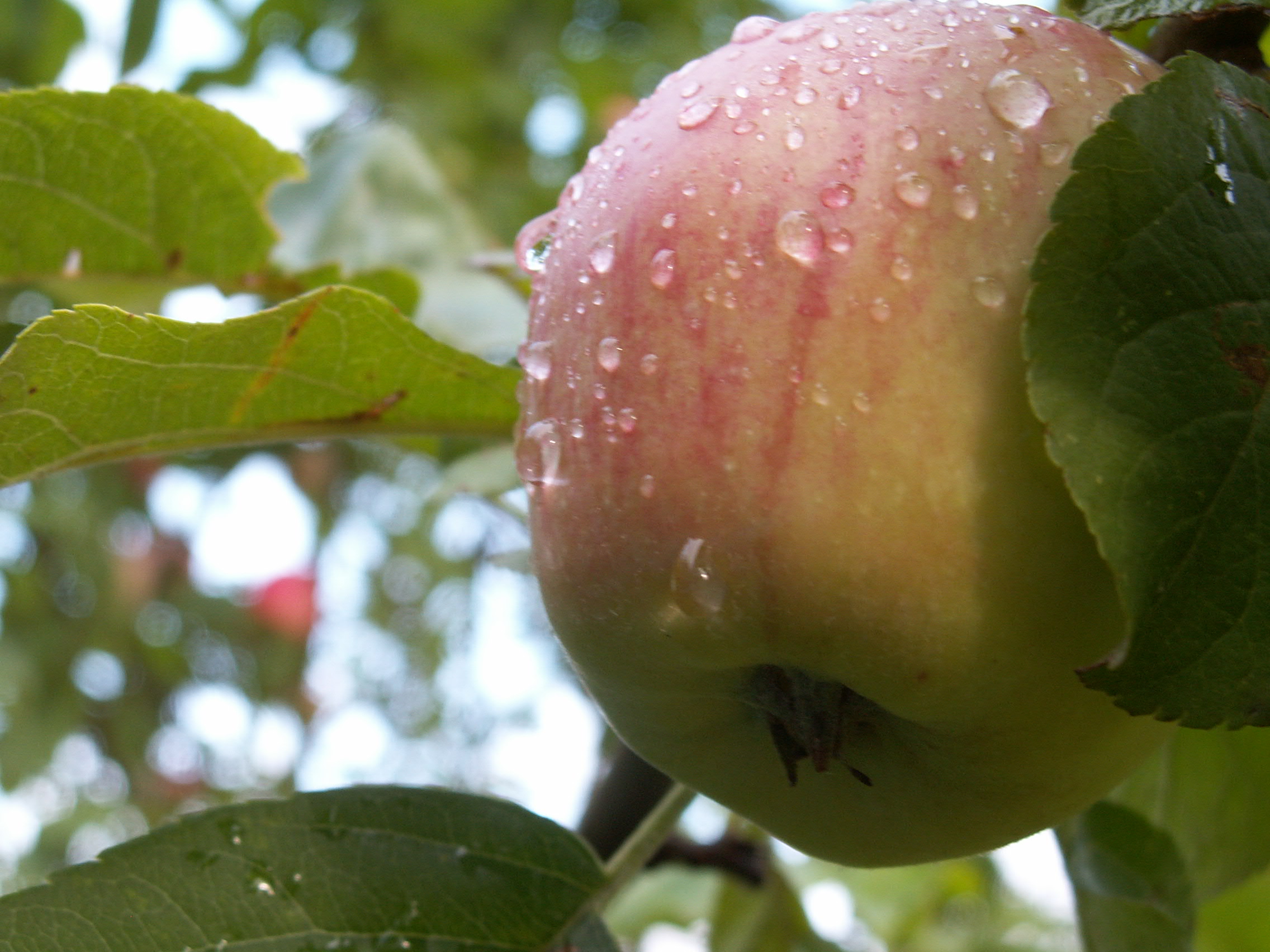 Årets æbletræ til Skoven i Skolen. Foto: Malene Bendix.