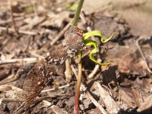 Et frø af ahorn spirer. Se frøskallen sidder stadig som en hat på kim-planten.