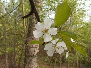 Her kan du se de hvide blomster af fuglekirsebær. Foto: Malene Bendix. Hvide blomster af fuglekirsebær.
