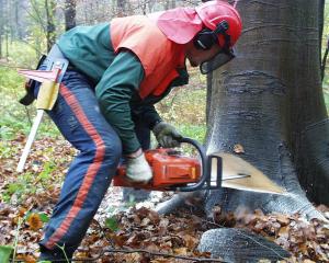 En skovarbejder fælder en gammel bøg. Her laver han forhugget. Foto: Skov og Landskab. Bliv skovarbejder.