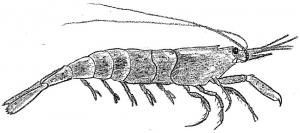 reje-heste-sand-malene-b_0.jpg