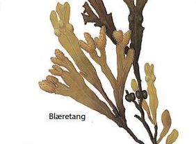 Blæretang kan spises. Tegning venligst udlånt af Nationalpark Mols Bjerge og Naturhistorisk Museum Aarhus. Blæretang.