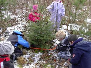 Børn fra Bybækskolen fælder juletræ.